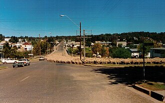 Drovers taking sheep through Warialda
