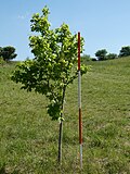 'Wingham' poor growth on chalk, 2 m (6 ft 7 in) in 10 years