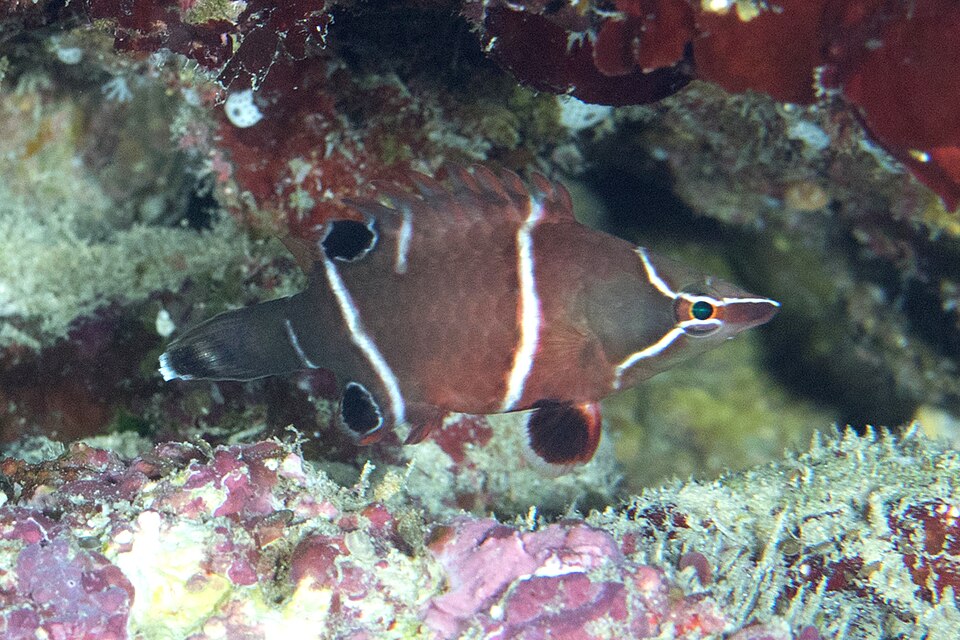 File:Wetmorella albofasciata (Fiji).jpg
