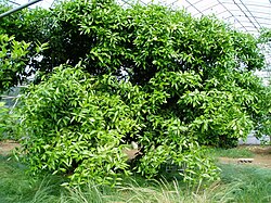 Original propagating stock tree