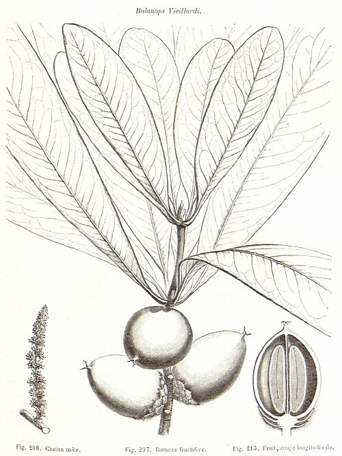 File:Balanops vieillardii.jpg