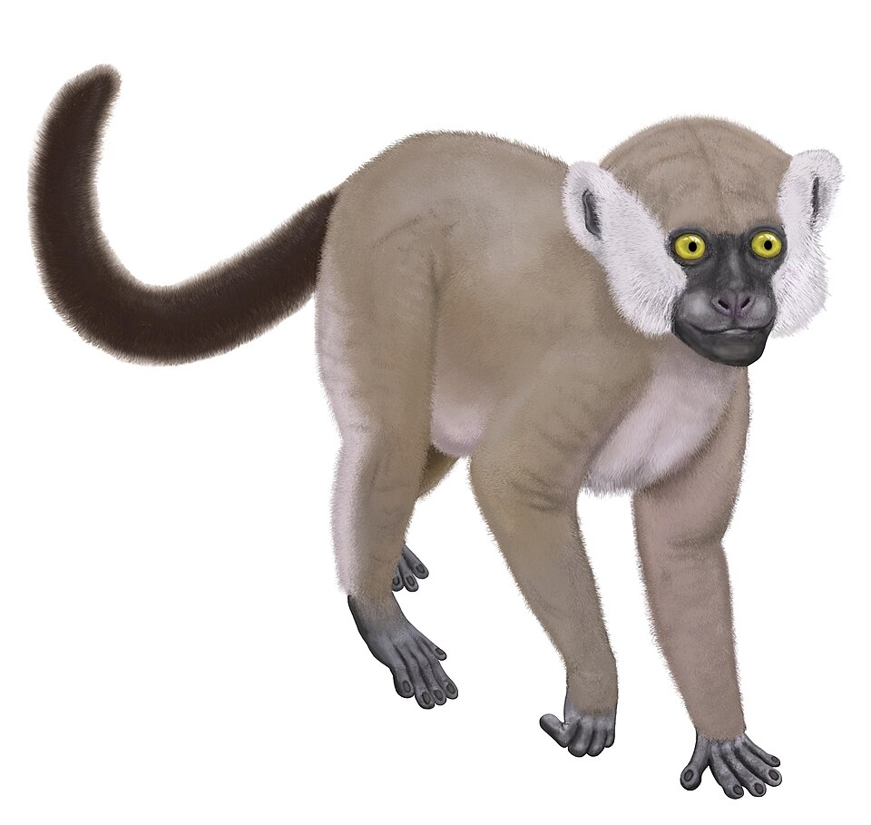 File:Hadropithecus.jpg