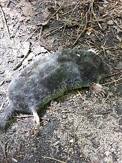 Black mole