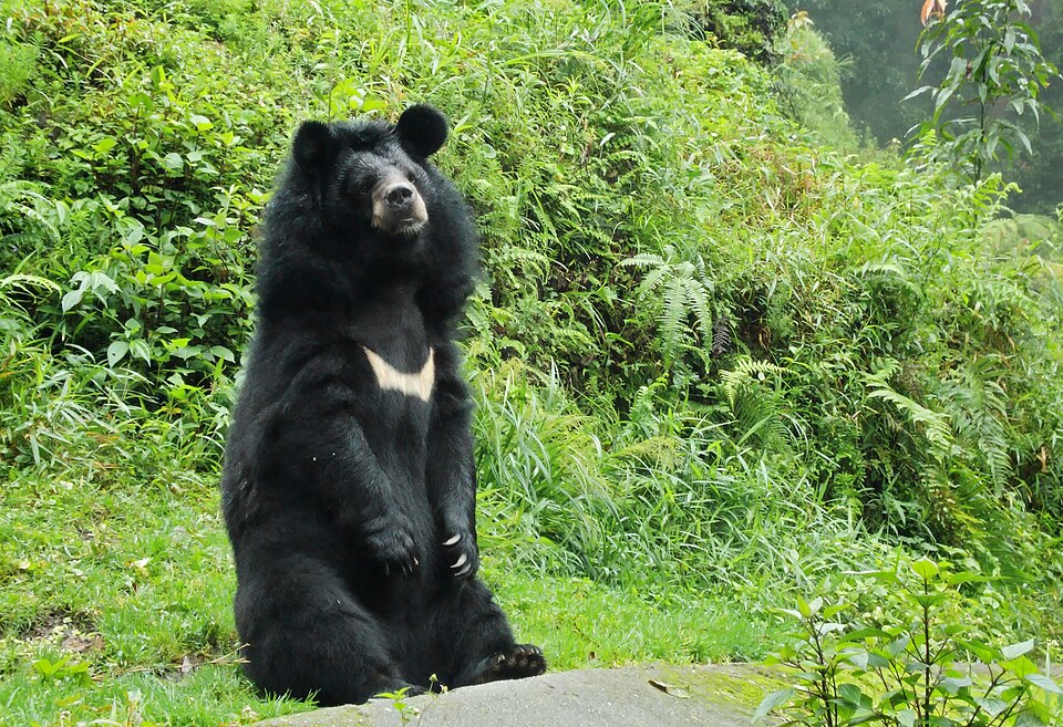 File:Himalayan bear.jpg