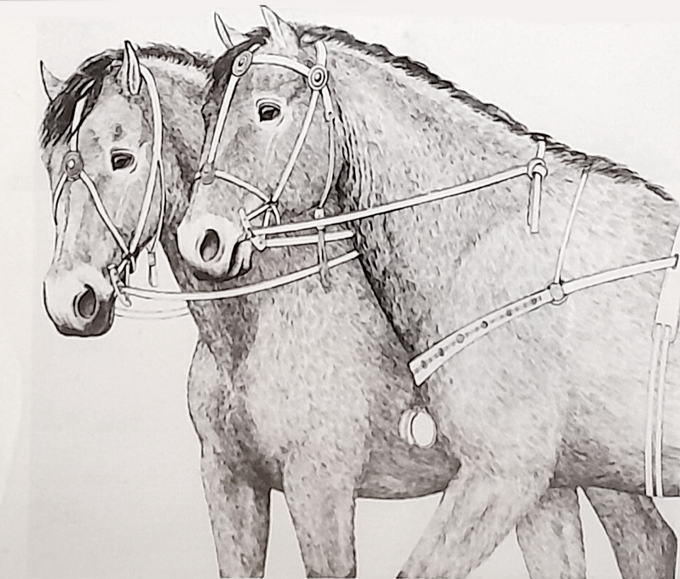 File:Horses1.png