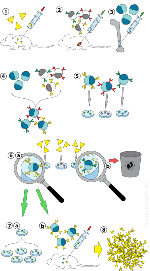 File:Hybridoma technology.png