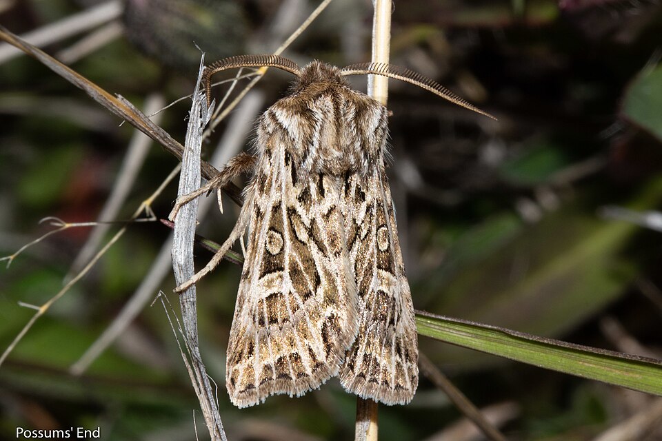 File:Ichneutica disjungens 107586637.jpg
