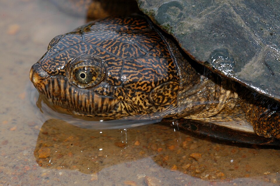 File:Serrated hinged terrapin closeup.jpg