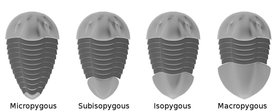 File:Trilobite Pygidia types.png