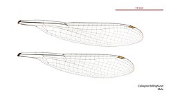 Male Caliagrion billinghursti wings