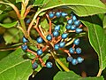 Close-up of fruit