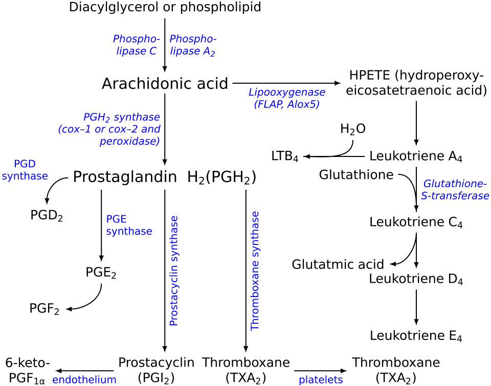 File:Eicosanoid synthesis.svg
