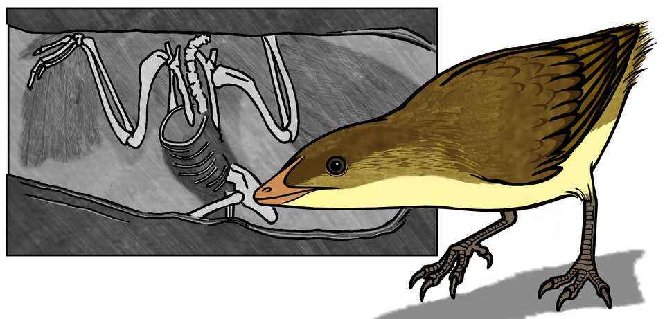 File:Eoaluavis LH 13500 and restoration.png
