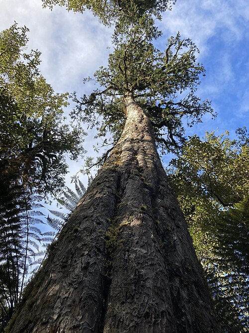 File:Lake Matheson Walk MRD 05.jpg