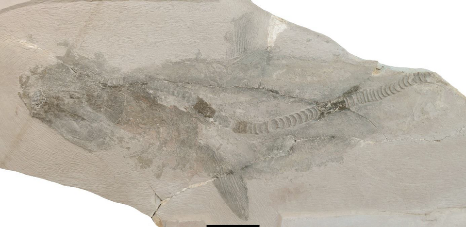 File:Ptychodus MMSP CPC 3066.png