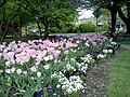 Flowers at Sellwood Park