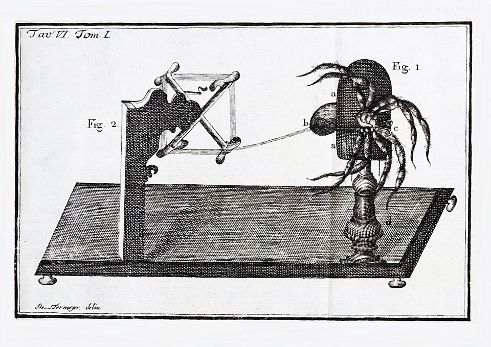 File:Spider silk extraction Termeyer.jpg
