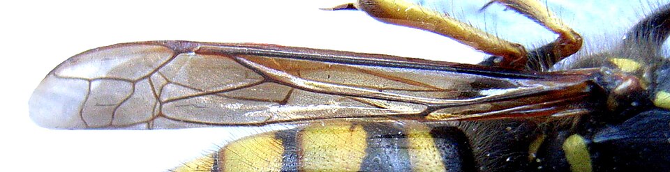 File:Waspwings folded.JPG