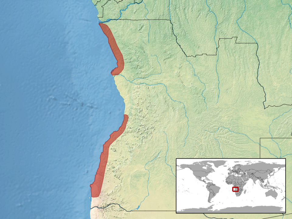 File:Bitis peringueyi distribution.png