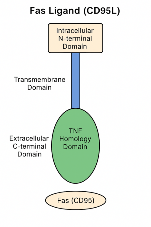 File:Fas Ligand (CD95L).png