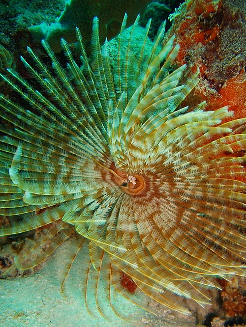 File:Feather duster worm.jpg