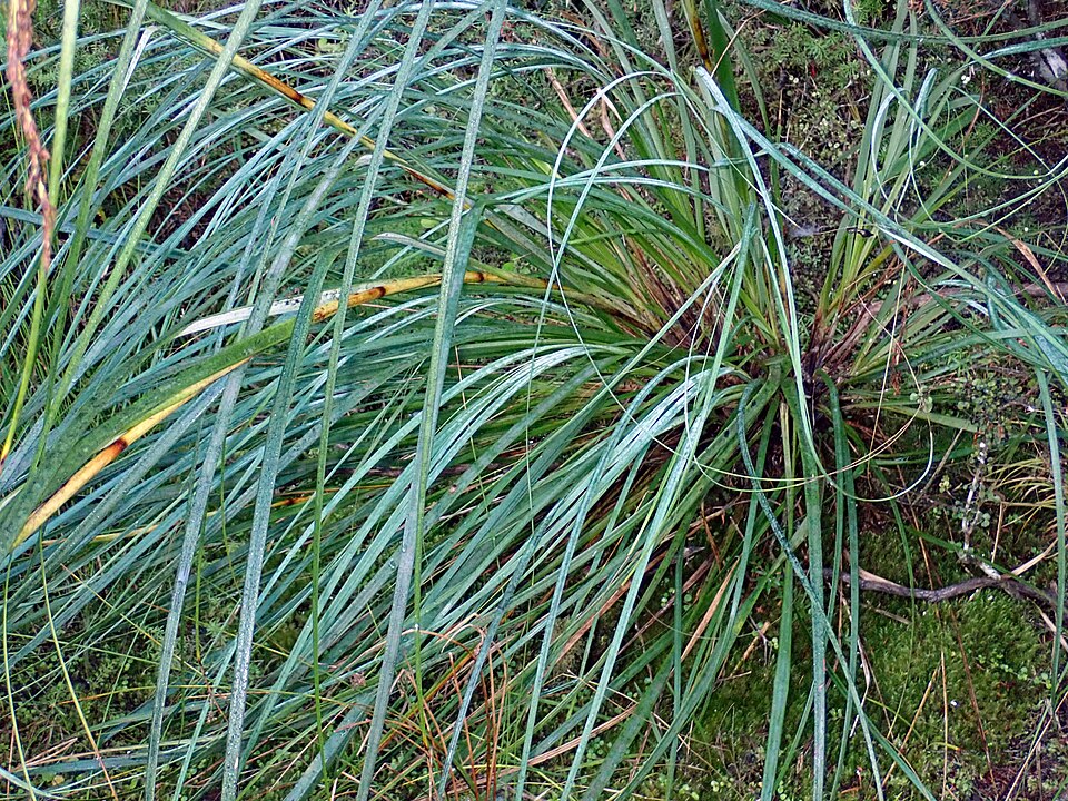File:Gahnia setifolia 40558803.jpg