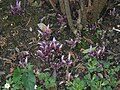 Lathraea clandestinain a hazel hedge