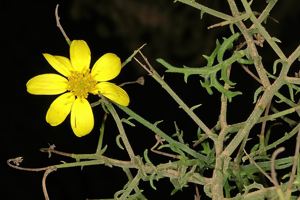 File:Osteospermum spinosum var. spinosum 1DS-II 1-9738.jpg