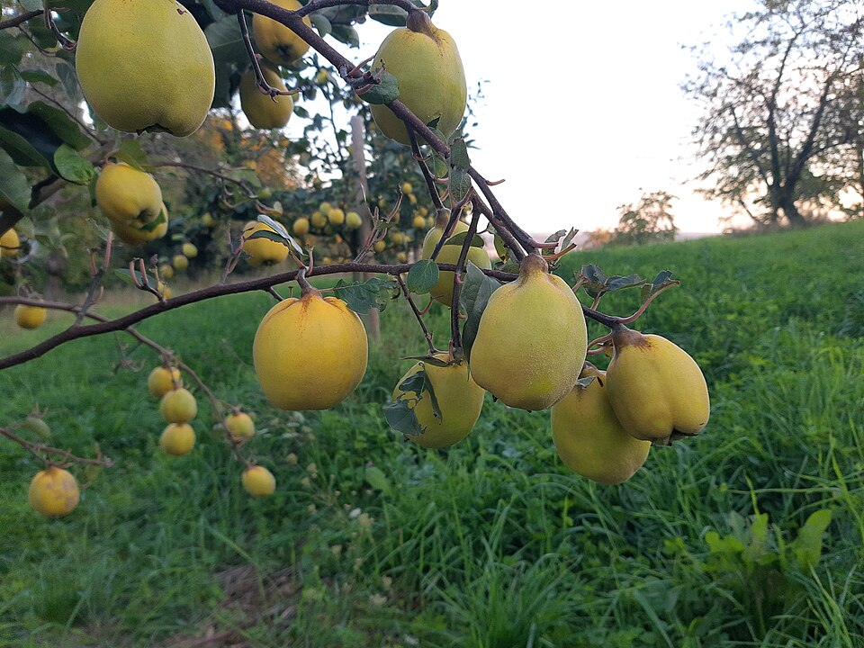 File:Quince, Frauenstein.jpg