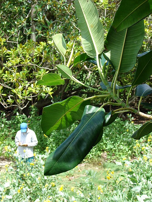 File:Starr 080608-7635 Ficus macrophylla.jpg