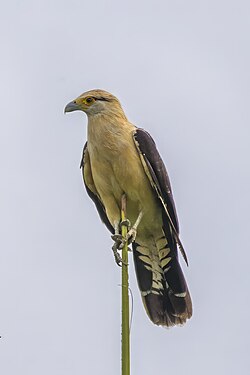 Yellow-headed caracara Milvago chimachima cordata Colombia