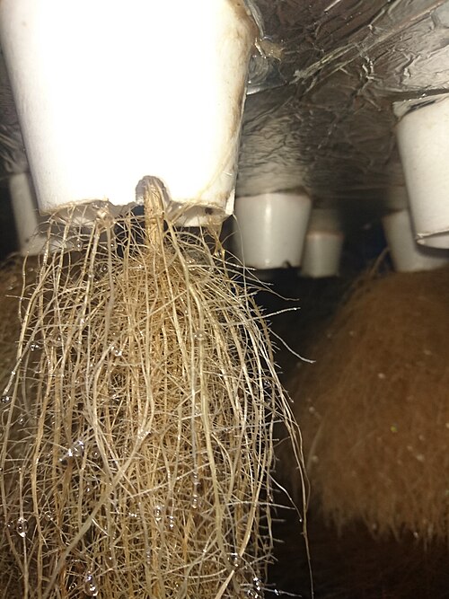 File:Aeroponic roots nepal.jpg