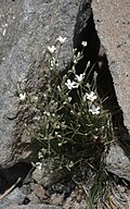 Whole plant