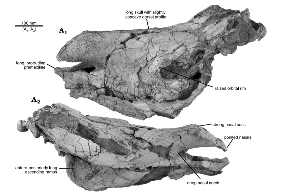 File:Eoazara holotype.png