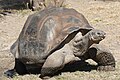 An adult Galápagos tortoise