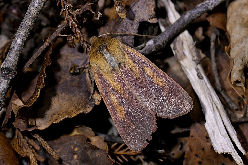File:Ichneutica purdii 620486086.jpg