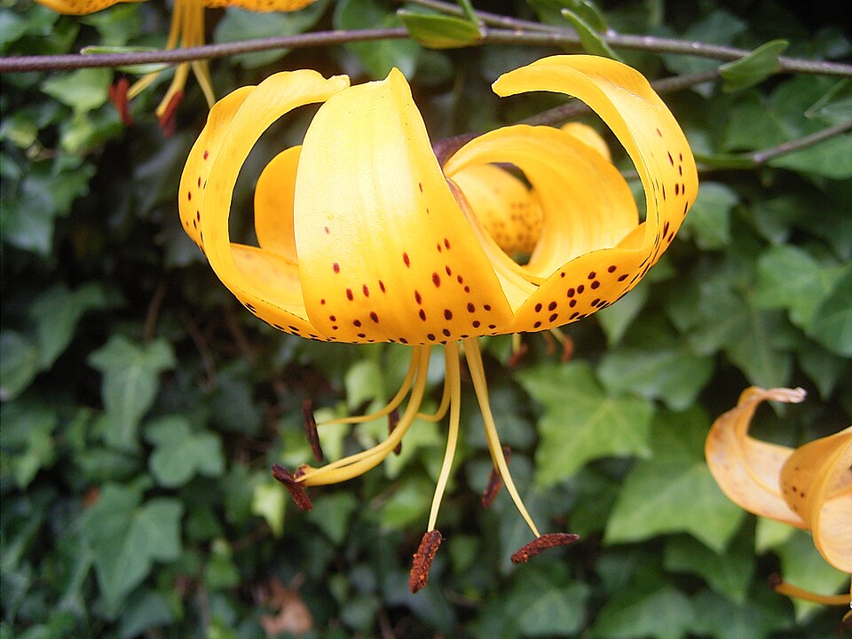 File:Lilium leichtlinii var leichtlinii.jpg