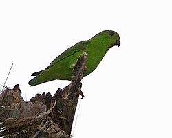 Green parrot with red throat