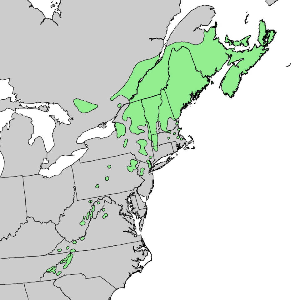 File:Picea rubens range map.png