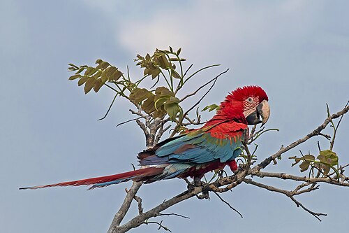 Red-and-green macaw Ara chloropterus juvenile, Brazil