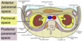 Highlighted retroperitoneal spaces