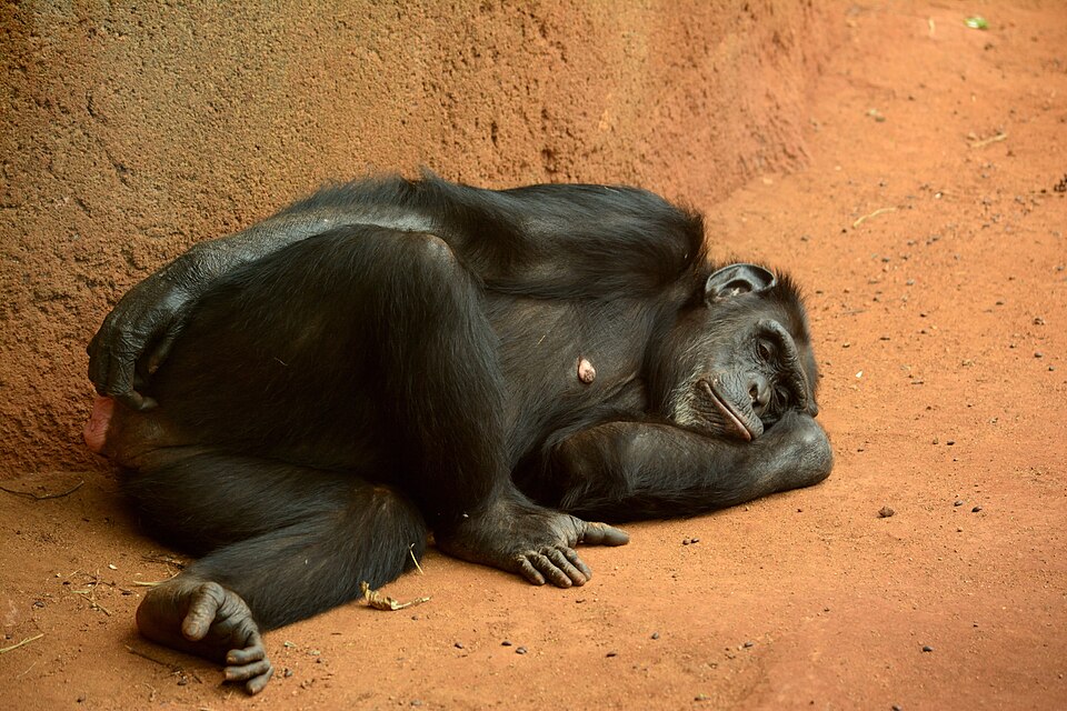File:Sleeping chimpanzee (9165242880).jpg