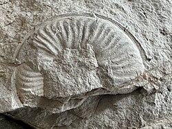 Fossil to be identified, in the gravel, at the foot of the wall