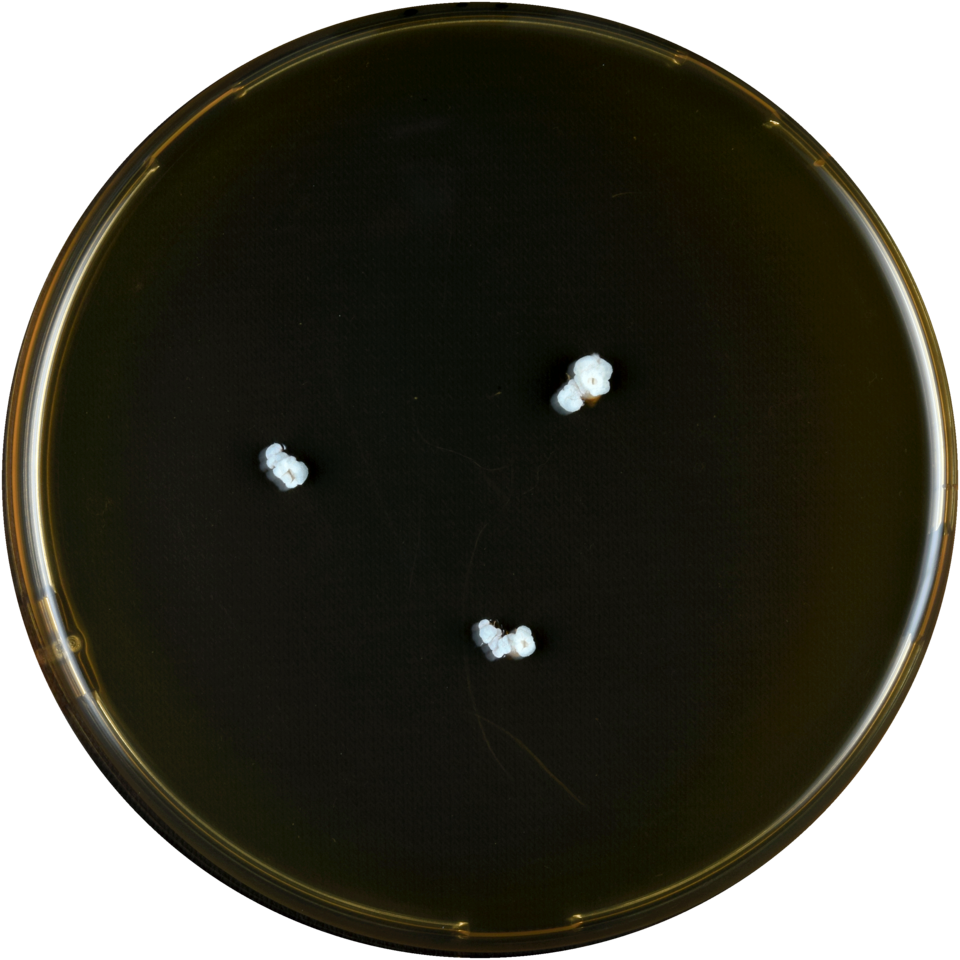 File:Aspergillus conicus meaox.png
