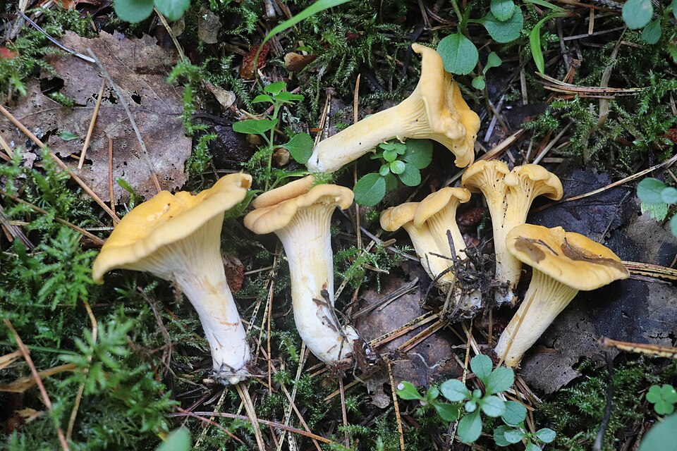 File:Cantharellus cibarius 85050013.jpg