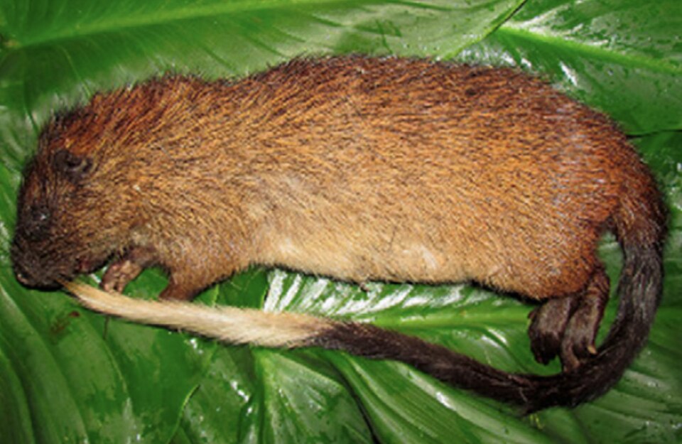 File:Echimys saturnus.jpg