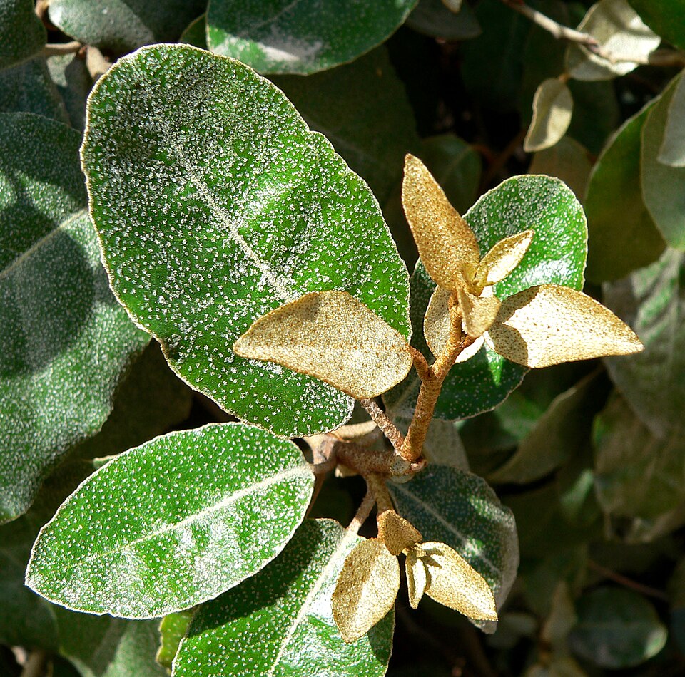 File:Elaeagnus x ebbingei 1.jpg