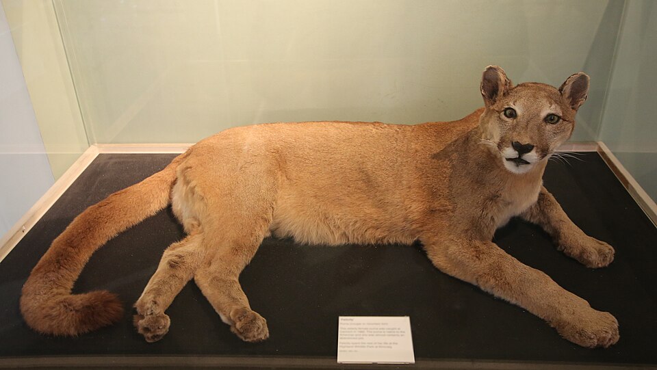 File:Felicity Inverness Museum.JPG