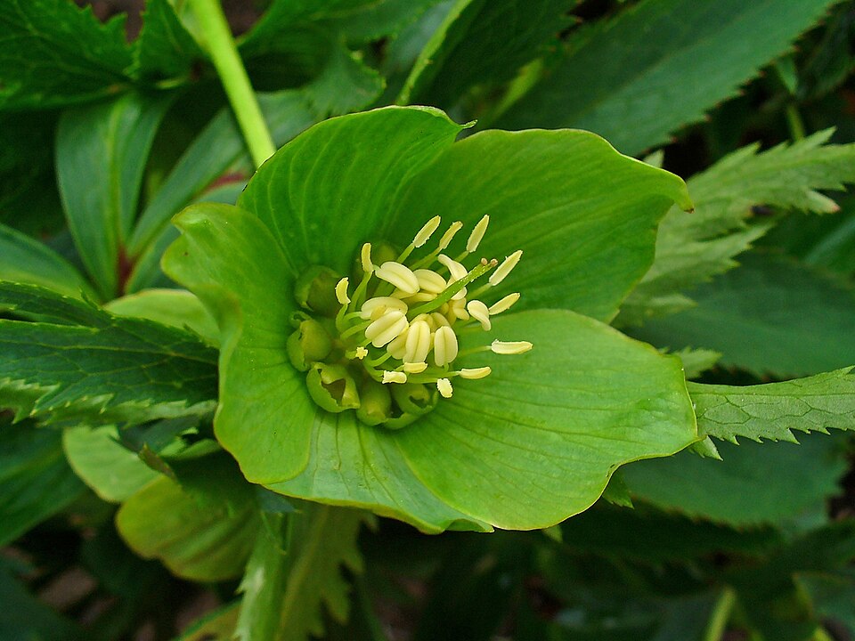 File:Helleborus viridis 003.JPG