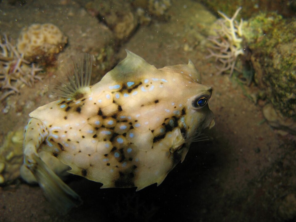 File:Humpback Turretfish - Tetrosomus gibbosus.jpg